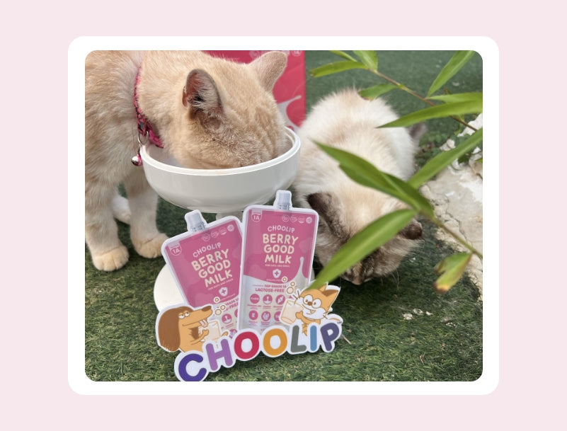 Choolip’s Heart for Stray Pets