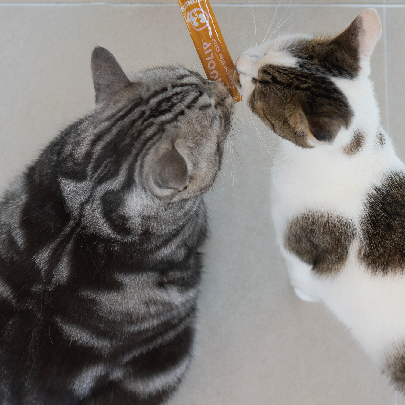 kidneys_stick_cats