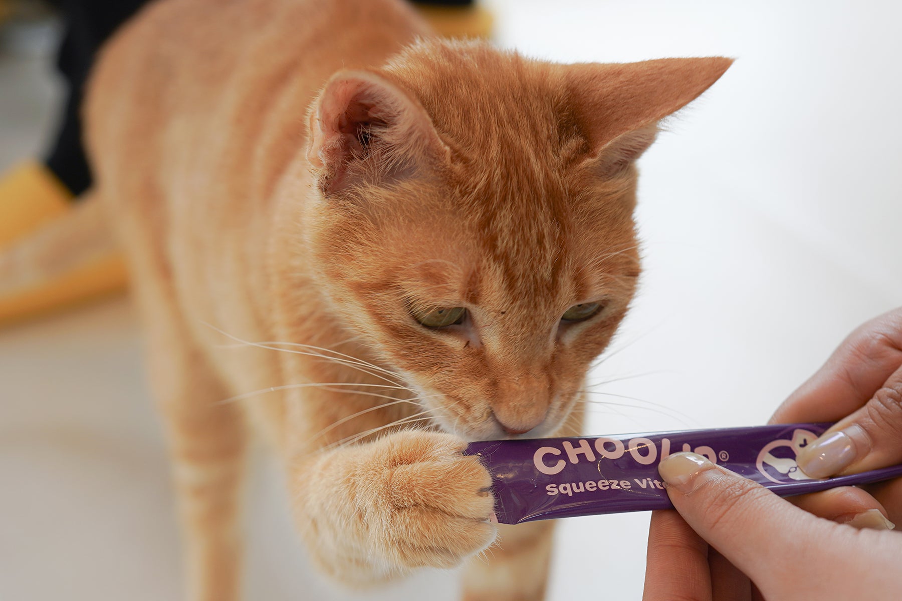 choolip_joint_cat_kitty