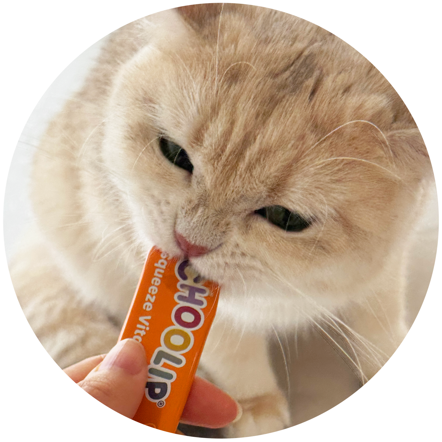 Cat sniffing Total Balance squeeze vita stick product held by a hand.