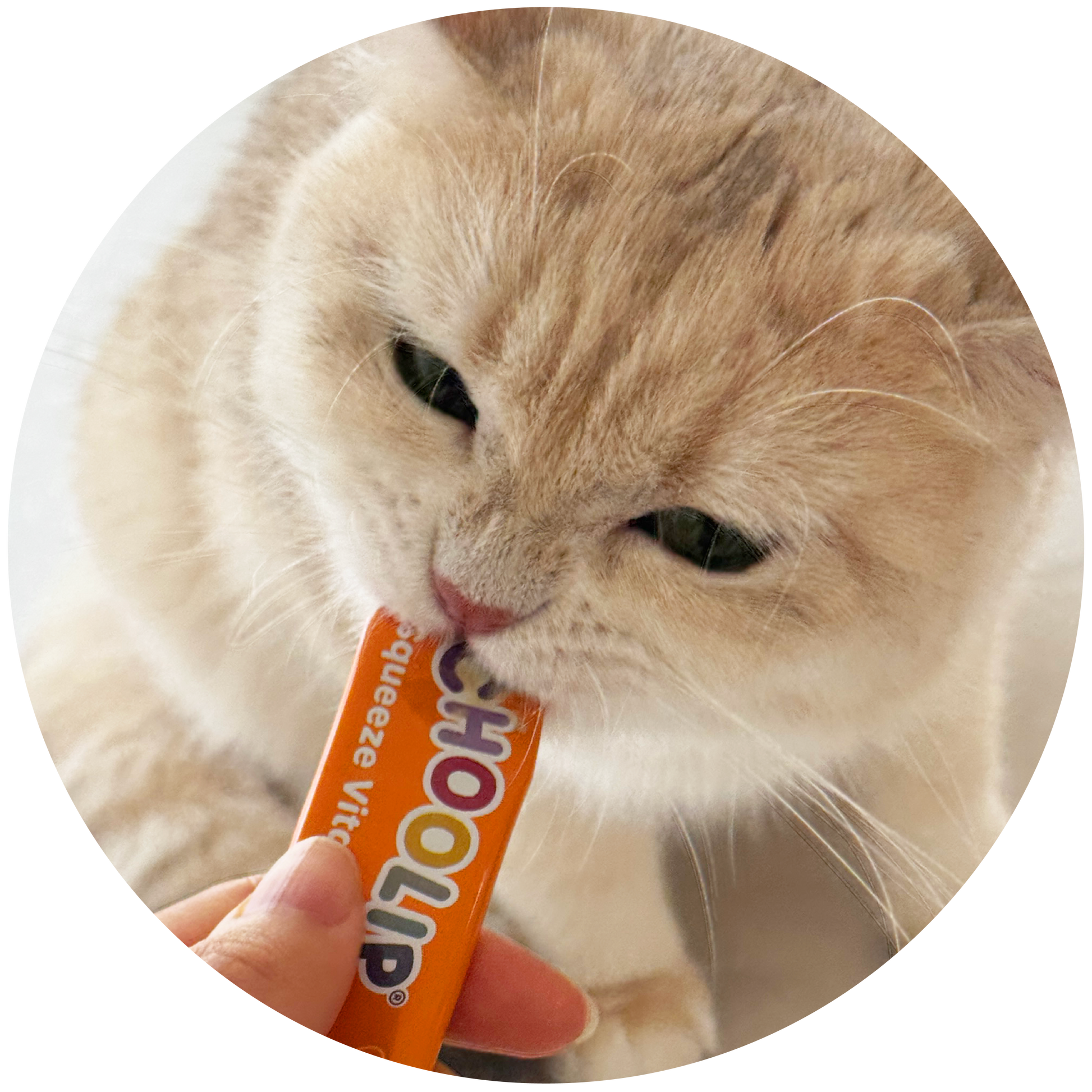 Cat sniffing Total Balance squeeze vita stick product held by a hand.