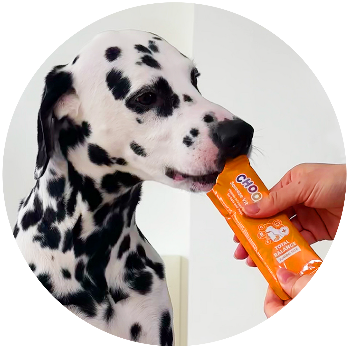 Dalmatian dog looking at a hand holding an orange stick treat.