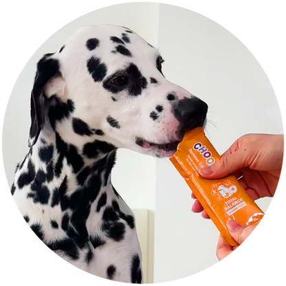 Dalmatian dog looking at a hand holding an orange stick treat.