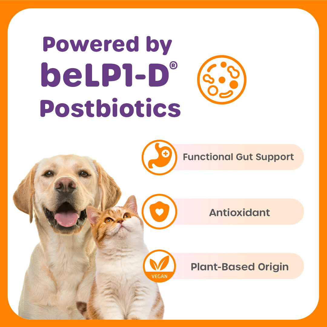 Dog and cat with beLP1-D postbiotics label, highlighting functional gut support, antioxidant properties, and plant-based origin.