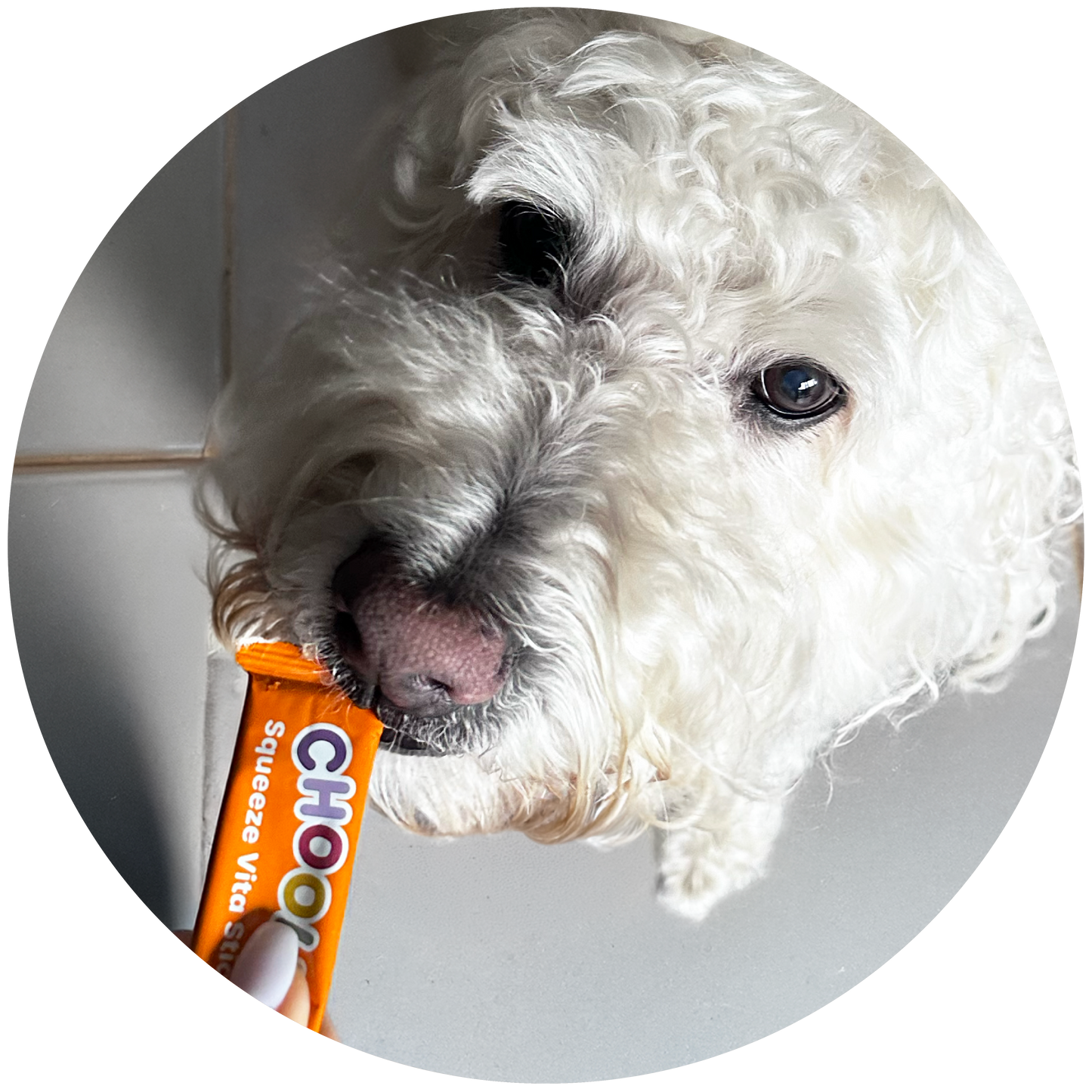 White dog eating Total Balance squeeze vita stick product.