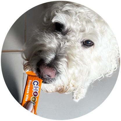 White dog eating Total Balance squeeze vita stick product.