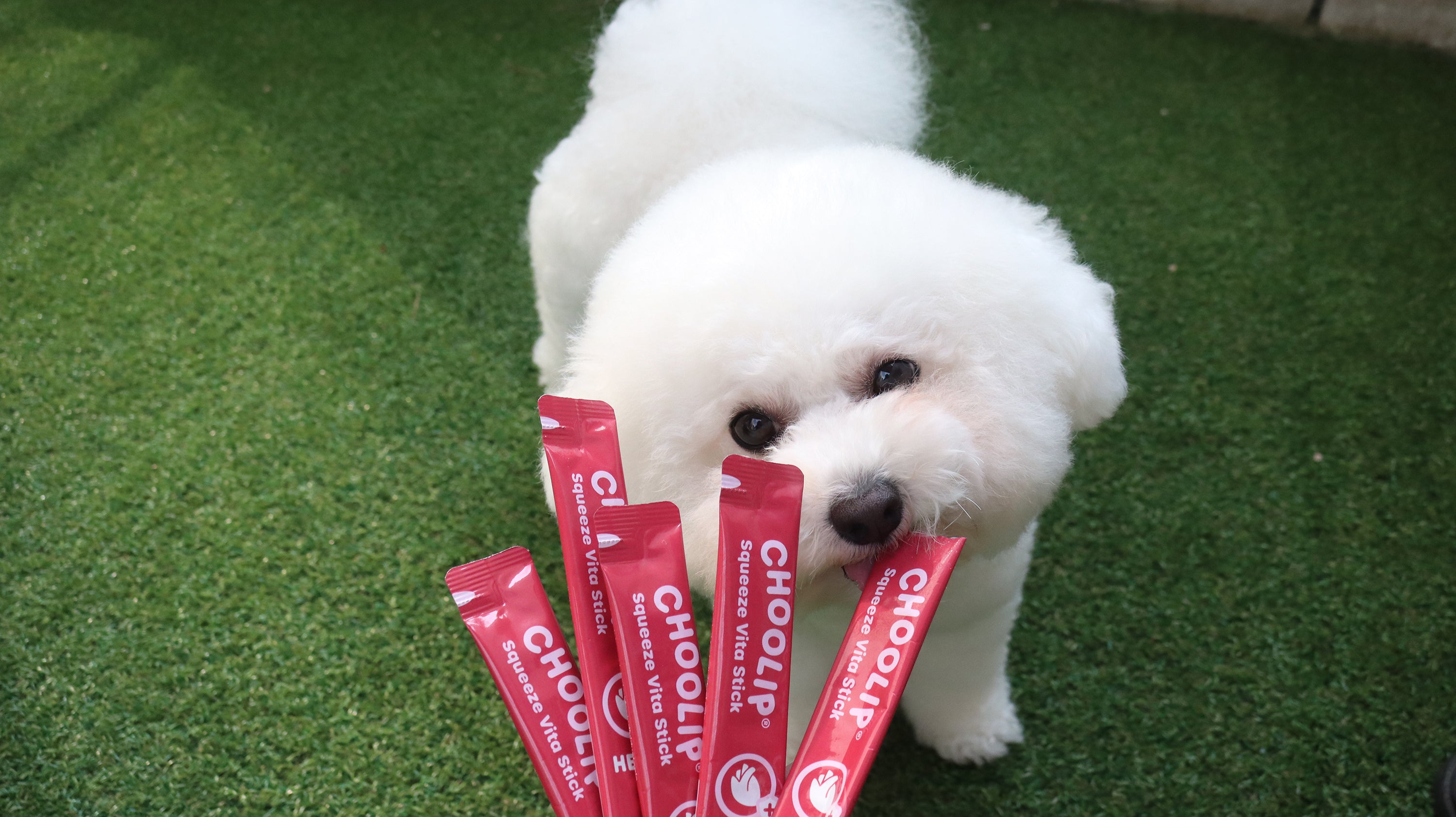 choolip_heart_sticks_dog